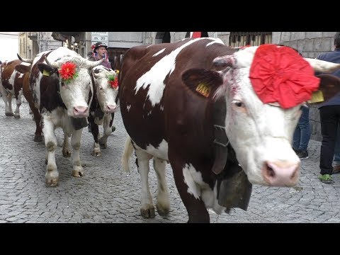 Desnalpà 2017 - Transumanza per le strade di Settimo Vittone