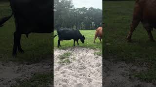 Minny is a little slow on the treats #farmlife #farming #cow #shorts
