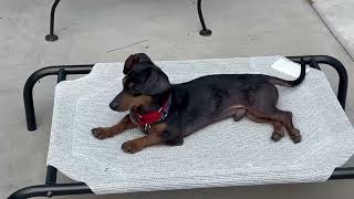 Video preview image #1 Doxie-Pin Puppy For Sale in Myrtle Beach, SC, USA