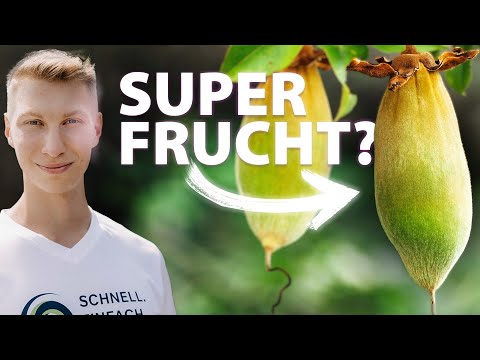 Baobab: Active ingredients, benefits, and uses (The superfruit from Africa)