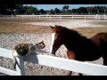 Cat Vs Horse