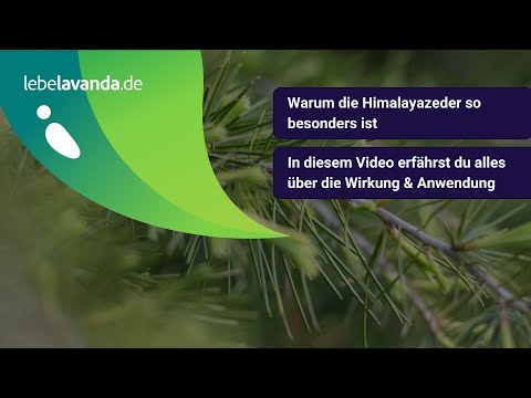 Himalayazeder – Mehr als nur ein Baum! // lebelavanda.de