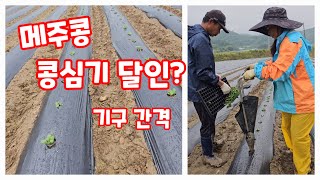 메주콩 심기 2023 기구 간격 등 [콩재배방법]