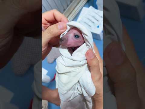 Girl Saved a Baby Kangaroo 😍