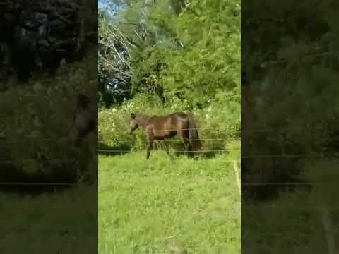 Caballos Salvajes #recreo #santafe #argentina