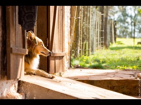 NO DENTE DOS OVELHEIROS - GUTO GONZALEZ