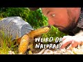 Understanding TORTOISE Behavior