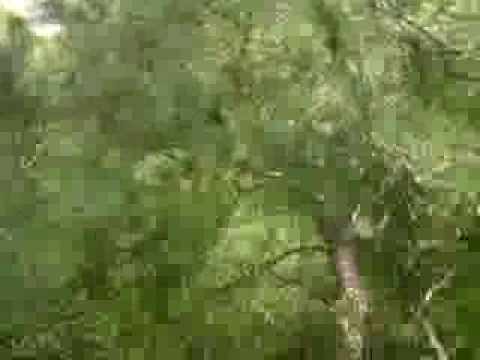 A very high tree in Hofterup in Sweden!