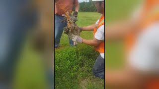 Watch Rescue Crew Free Bright Yellow-Eyed Owl Tangled In Net