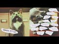 Human Kitten - Human Kitten (Full Album)