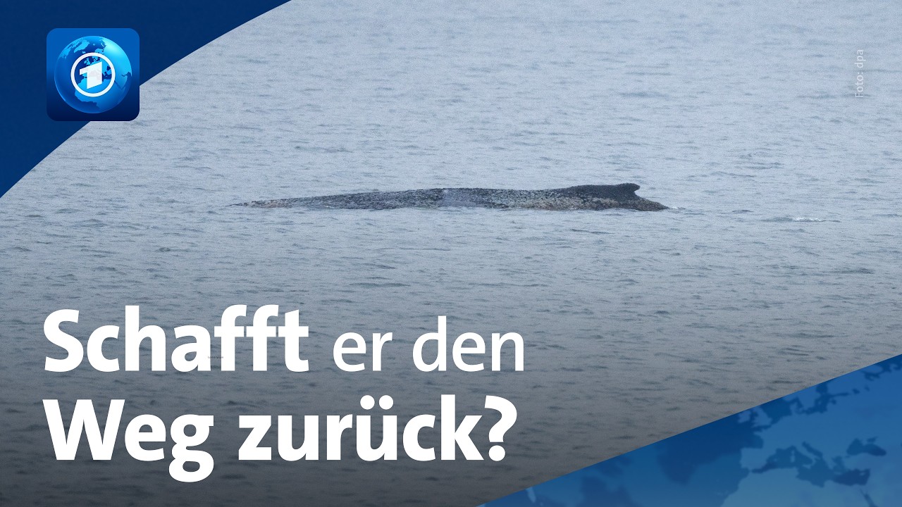 Buckelwal in der Ostsee weiterhin in kritischer Lage