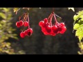 Ягода калина красная [Viburnum opulus] в осеннем лесу. 