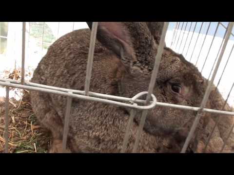 Expo Arad 2019 - Agromalim - Expozitie iepuri de rasa