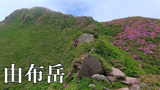 ツツジの絶景 由布岳