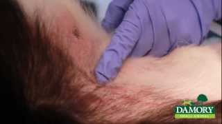 preview picture of video 'Intradermal Skin Testing at Damory Veterinary Clinic'
