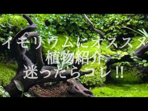 アメリカイモリ 植物