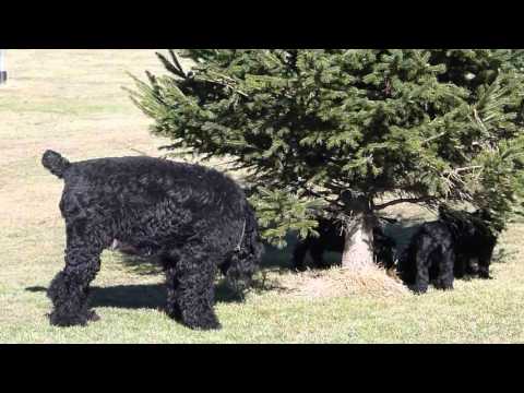 BRT puppies 7.5 week old first time outside 04