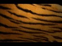Tiger Stripes - Sthlm Hustle
