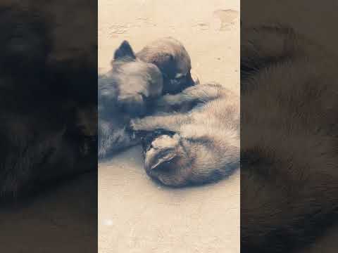 Dog video || Dog #cutedog#dog animal video dog fighting cute puppy#Rdx official