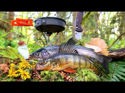FISHING & FORAGING for FOOD!!! Solo SURVIVAL CHALLENGE (Perch, Trout Catch & Cook)