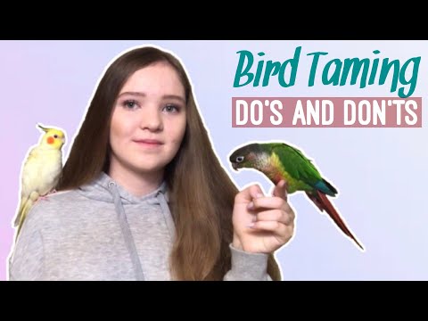 What NOT to Do When Training a Scared Bird and What to Do Instead! | How to Tame a Parrot