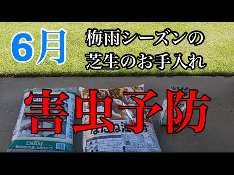 芝生に幼虫がいるかどうかはどうやってわかりますか?特定、治療、予防  庭園