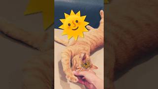 2026/7/9_131 貪摸SV #橘ひなの #橘貓 #橘猫 #貓咪日常 #cat #cute #貓貓日常 #貓貓 #可愛い猫