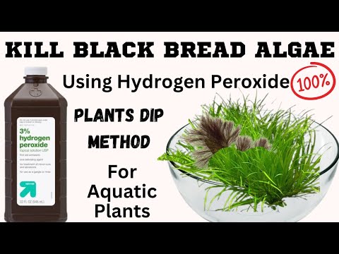 Kill Black Beard Algae using Hydrogen Peroxide #killblackbeardalgaeusinghydrogenperoxide