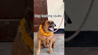 Download lagu Day 8 of Aggressive dog sounds dog barking loud 😈#shorts #trendingshorts #viralshorts mp3