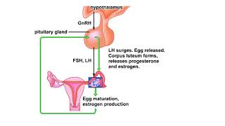 Hormones and the menstrual cycle Animation
