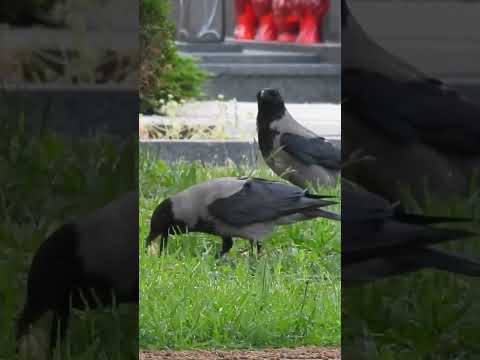 Crow calls his friends for breakfast