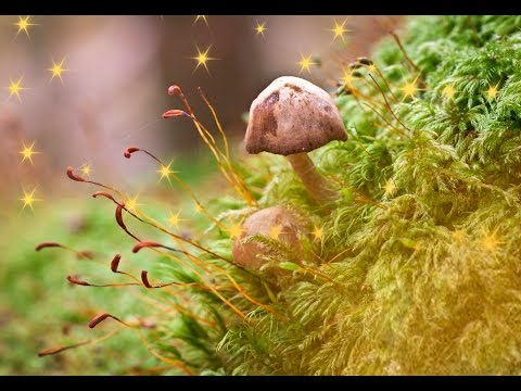 2 hours of peaceful, relaxing, celtic instrumental music by Tim Janis