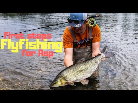 A SPecial Chase: Asp Fishing on the Fly