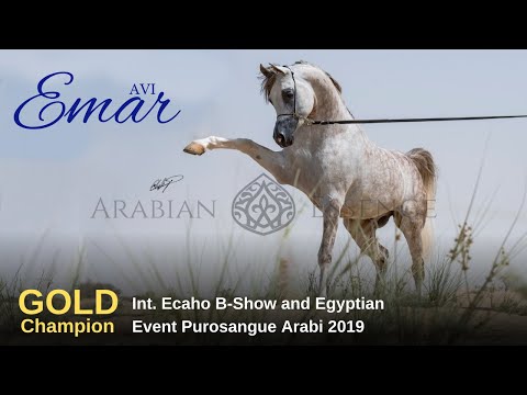 ☄️ Emar AVI ☄️ GOLD CH at Egyptian Event Purosangue Arabi 2019 - Bergamo (ITA)