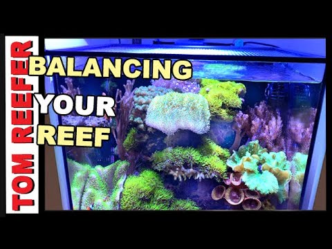 How To Balance Your Reef Tank ( DON'T STRUGGLE !)