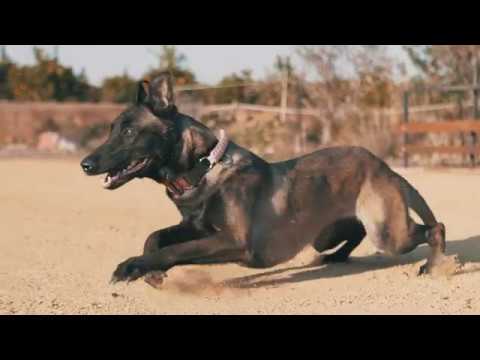 👑Perro Pastor Belga Malinois realizando salto de longitud - Mondioring