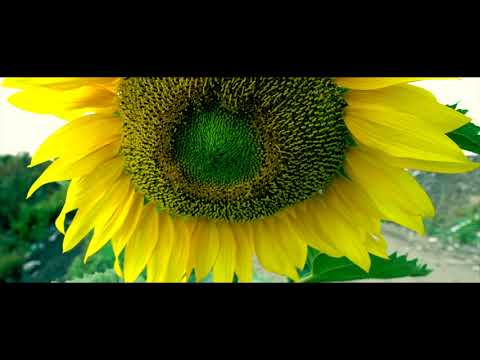 The Syntetic/Człowiek Widmo-'' Żryj Plastik'' [Official  Video]