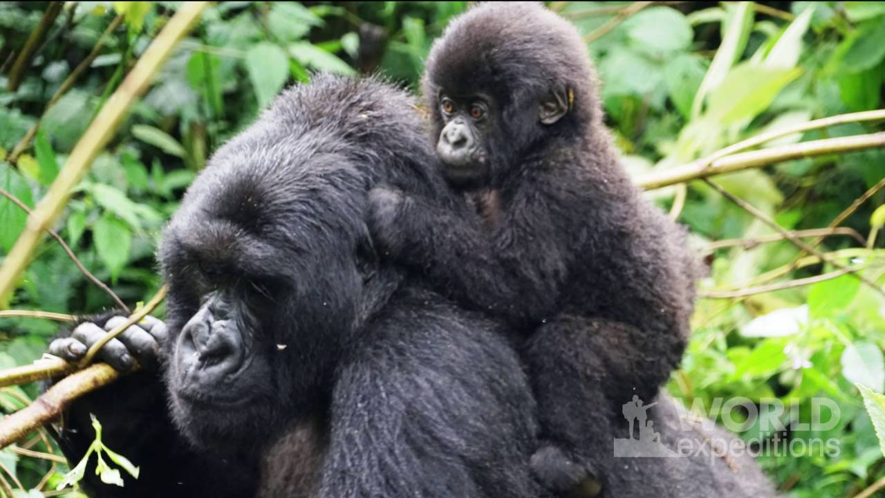 Rwanda Gorilla Adventure