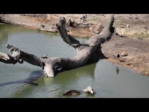 Djuma: Blacksmith Lapwing chick meets wildlife neighbors around the pan - 15:06 - 11/22/18