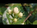 Mogra Flowers Nature Status Flowers Love