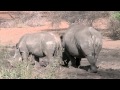 Salome De Villiers Guiding John Wilson From Team Trophy Quest