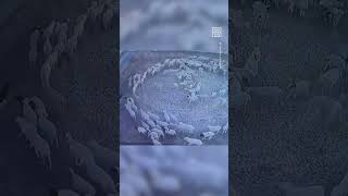 Mysterious Flock of Sheep Move in Circular Pattern for 12 Days 😳