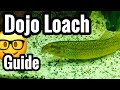 Dojo Loach Fish Care Guide