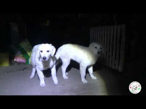 A kutyák és macskák féregtelenítése – Orosházi Állatkórház Feregtelenites vemhesseg alatt