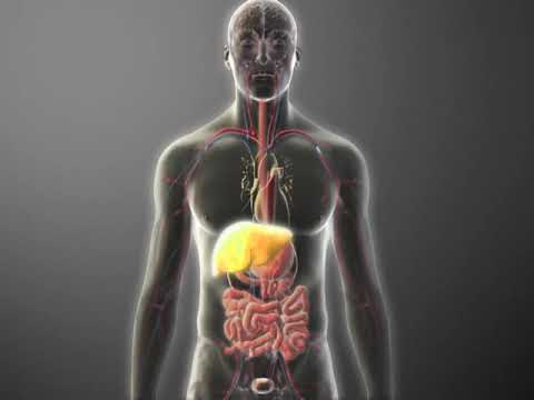 Introduction to Pharmacokinetics