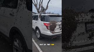 Swarm of Bees Outside the Car 😳