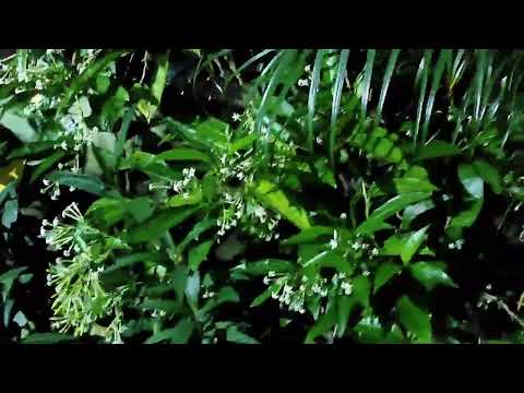 Raat ki rani plant | night view | full blooming | Sheeba Vlogs