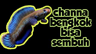Download lagu TREATMENT CHANNA YANG BENGKOK. GA PAKAI LAMA INI SOLUSINYA.. mp3
