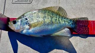 Fishing for GIANT Fall Crappie! - Catching HUGE SLABS!