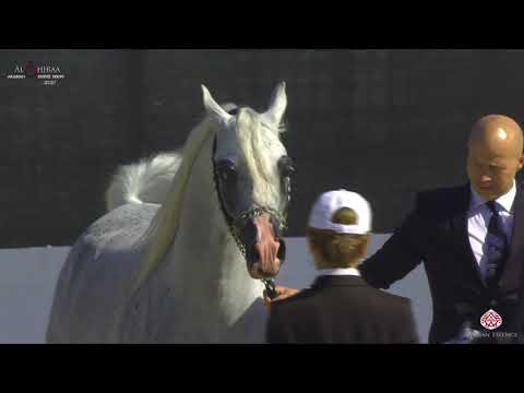 N 371 AL ARYAM BARE'E   Al Shiraa International Arabian Horse Show 2020
